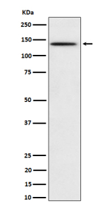 Western blot analysis of Phospho-BCAR1 (Y410) expression in HeLa treated with pervanadate cell lysate, using Phospho-BCAR1 (pTyr410) antibody.