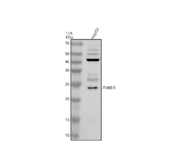 Western blot analysis of TMED1 using anti-TMED1 antibody. Electrophoresis was performed on a 12% SDS-PAGE gel at 80V (Stacking gel) / 120V (Resolving gel) for 2 hours. Lane 1: human HepG2 whole cell lysates. After electrophoresis, proteins were transferred to a nitrocellulose membrane at 150 mA for 50-90 minutes. Blocked the membrane with 5% non-fat milk/TBS for 1.5 hour at RT. The membrane was incubated with rabbit anti-TMED1 antibody at 0.5 ug/ml overnight at 4oC, then washed with TBS-0.1%Tween 3 times with 5 minutes each and probed with a goat anti-rabbit IgG-HRP secondary antibody at a dilution of 1:5000 for 1.5 hour at RT. The signal was developed using an ECL Plus Western Blotting Substrate. TMED1 (~23 kDa predicted) was detected as multiple bands between 25 and 50 kDa, consistent with differential glycosylation and oligomerization described for p24 family members.