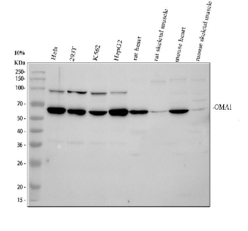 Western blot analysis of OMA1 using anti-OMA1 antibody. Electrophoresis was performed on a 10% SDS-PAGE gel at 80V (Stacking gel) / 120V (Resolving gel) for 2 hours. Lane 1: human Hela whole cell lysates, Lane 2: human 293T whole cell lysates, Lane 3: human K562 whole cell lysates, Lane 4: human HepG2 whole cell lysates, Lane 5: rat heart tissue lysates, Lane 6: rat skeletal muscle tissue lysates, Lane 7: mouse heart tissue lysates, Lane 8: mouse skeletal muscle tissue lysates. After electrophoresis, proteins were transferred to a nitrocellulose membrane at 150 mA for 50-90 minutes. Blocked the membrane with 5% non-fat milk/TBS for 1.5 hour at RT. The membrane was incubated with rabbit anti-OMA1 antibody at 0.5 ug/ml overnight at 4oC, then washed with TBS-0.1%Tween 3 times with 5 minutes each and probed with a goat anti-rabbit IgG-HRP secondary antibody at a dilution of 1:5000 for 1.5 hour at RT. The signal was developed using an ECL Plus Western Blotting Substrate. OMA1 (~60 kDa predicted) was detected as a major band at ~60-65 kDa, representing the active form, and as an additional ~95 kDa species corresponding to the inactive or oligomeric precursor described in mitochondrial stress studies