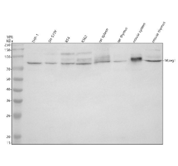 Western blot analysis of MPEG1 using anti-MPEG1 antibody. Electrophoresis was performed on a 10% SDS-PAGE gel at 80V (Stacking gel) / 120V (Resolving gel) for 2 hours. Lane 1: human THP-1 whole cell lysates, Lane 2: human SH-SY5Y whole cell lysates, Lane 3: human RT4 whole cell lysates, Lane 4: human K562 whole cell lysates, Lane 5: rat spleen tissue lysates, Lane 6: rat thymus tissue lysates, Lane 7: mouse spleen tissue lysates, Lane 8: mouse thymus tissue lysates. After electrophoresis, proteins were transferred to a nitrocellulose membrane at 150 mA for 50-90 minutes. Blocked the membrane with 5% non-fat milk/TBS for 1.5 hour at RT. The membrane was incubated with rabbit anti-MPEG1 antibody at 0.5 ug/ml overnight at 4oC, then washed with TBS-0.1%Tween 3 times with 5 minutes each and probed with a goat anti-rabbit IgG-HRP secondary antibody at a dilution of 1:5000 for 1.5 hour at RT. The signal was developed using an ECL Plus Western Blotting Substrate. The expected molecular weight of MPEG1 is ~79 kDa, but the glycosylated form of the protein may be observed at higher molecular weights.