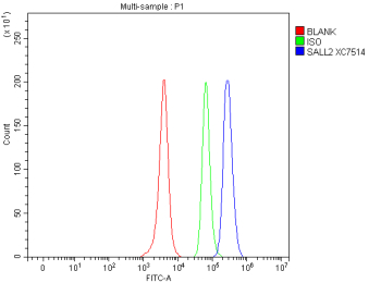 Flow Cytometry analysis of SH-SY5Y cells using anti-SALL2 antibody. Overlay histogram showing SH-SY5Y cells stained with (Blue line). To facilitate intracellular staining, cells were fixed with 4% paraformaldehyde and permeabilized with permeabilization buffer. The cells were blocked with 10% normal goat serum. And then incubated with rabbit anti-SALL2 antibody (1 ug/million cells) for 30 min at 20oC. DyLight 488 conjugated goat anti-rabbit IgG (5-10 ug/million cells) was used as secondary antibody for 30 minutes at 20oC. Isotype control antibody (Green line) was rabbit IgG (1 ug/million cells) used under the same conditions. Unlabelled sample without incubation with primary antibody and secondary antibody (Red line) was used as a blank control.