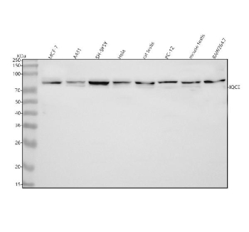 Western blot analysis of IQCE using anti-IQCE antibody. Lane 1: human MCF-7 whole cell lysates, Lane 2: human whole cell lysates, Lane 3: human SH-SY5Y whole cell lysates, Lane 4: human Hela whole cell lysates, Lane 5: rat testis tissue lysates, Lane 6: rat PC-12 whole cell lysates, Lane 7: mouse testis tissue lysates, Lane 8: mouse RAW264.7 whole cell lysates. After electrophoresis, proteins were transferred to a nitrocellulose membrane at 150 mA for 50-90 minutes. Blocked the membrane with 5% non-fat milk/TBS for 1.5 hour at RT. The membrane was incubated with rabbit anti-IQCE antibody at 0.5 ug/ml overnight at 4oC, then washed with TBS-0.1%Tween 3 times with 5 minutes each and probed with a goat anti-rabbit IgG-HRP secondary antibody at a dilution of 1:5000 for 1.5 hour at RT. The signal was developed using enhanced chemiluminescent. The expected molecular weight of IQCE is ~77 kDa.