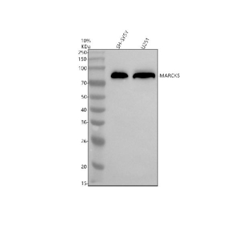 Western blot analysis of MARCKS using anti-MARCKS antibody. Electrophoresis was performed on a 10% SDS-PAGE gel at 80V (Stacking gel) / 120V (Resolving gel) for 2 hours. Lane 1: human SH-SY5Y whole cell lysates, Lane 2: human U251 whole cell lysates. After electrophoresis, proteins were transferred to a nitrocellulose membrane at 150 mA for 50-90 minutes. Blocked the membrane with 5% non-fat milk/TBS for 1.5 hour at RT. The membrane was incubated with rabbit anti-MARCKS antibody at 0.5 ug/ml overnight at 4oC, then washed with TBS-0.1%Tween 3 times with 5 minutes each and probed with a goat anti-rabbit IgG-HRP secondary antibody at a dilution of 1:5000 for 1.5 hour at RT. The signal was developed using an ECL Plus Western Blotting Substrate. MARCKS (~32 kDa predicted) was detected as a strong band at ~80-90 kDa, consistent with its well-known anomalous SDS-PAGE migration and phosphorylation-dependent mobility shifts reported for MARCKS.