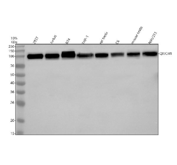 Western blot analysis of QRICH1 using anti-QRICH1 antibody. Electrophoresis was performed on a 10% SDS-PAGE gel at 80V (Stacking gel) / 120V (Resolving gel) for 2 hours. Lane 1: human 293T whole cell lysates, Lane 2: human Jurkat whole cell lysates, Lane 3: human RT4 whole cell lysates, Lane 4: human THP-1 whole cell lysates, Lane 5: rat testis tissue lysates, Lane 6: rat C6 whole cell lysates, Lane 7: mouse testis tissue lysates, Lane 8: mouse NIH/3T3 whole cell lysates. After electrophoresis, proteins were transferred to a nitrocellulose membrane at 150 mA for 50-90 minutes. Blocked the membrane with 5% non-fat milk/TBS for 1.5 hour at RT. The membrane was incubated with rabbit anti-QRICH1 antibody at 0.5 ug/ml overnight at 4oC, then washed with TBS-0.1%Tween 3 times with 5 minutes each and probed with a goat anti-rabbit IgG-HRP secondary antibody at a dilution of 1:5000 for 1.5 hour at RT. The signal was developed using an ECL Plus Western Blotting Substrate. QRICH1 (~86 kDa predicted) was detected at ~100 kDa, consistent with reports showing anomalous migration of the glutamine-rich protein and the presence of multiple phosphorylation sites.