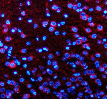 Immunofluorescent staining of Neuronatin using anti-Neuronatin antibody. Neuronatin was detected in a paraffin-embedded section of rat brain tissue. Heat mediated antigen retrieval was performed in EDTA buffer (pH 8.0, epitope retrieval solution). The tissue section was blocked with 10% goat serum. The tissue section was then incubated with 5 ug/ml rabbit anti-Neuronatin antibody overnight at 4oC. Cy3 Conjugated Goat Anti-Rabbit IgG was used as secondary antibody at 1:500 dilution and incubated for 30 minutes at 37oC. The section was counterstained with DAPI nuclear stain (blue). Visualize using a fluorescence microscope and filter sets appropriate for the label used.