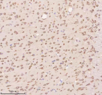 Immunohistochemical staining of Neuronatin using anti-Neuronatin antibody. Neuronatin was detected in a paraffin-embedded section of rat brain tissue. Heat mediated antigen retrieval was performed in EDTA buffer (pH 8.0, epitope retrieval solution). The tissue section was blocked with 10% goat serum. The tissue section was then incubated with 2 ug/ml rabbit anti-Neuronatin antibody overnight at 4oC. Peroxidase Conjugated Goat Anti-rabbit IgG was used as secondary antibody and incubated for 30 minutes at 37oC. The tissue section was developed using an HRP secondary and DAB substrate.