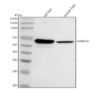 Western blot analysis of Mbd4 using anti-Mbd4 antibody. Lane 1: rat liver tissue lysates, Lane 2: mouse liver tissue lysates. After electrophoresis, proteins were transferred to a nitrocellulose membrane at 150 mA for 50-90 minutes. Blocked the membrane with 5% non-fat milk/TBS for 1.5 hour at RT. The membrane was incubated with rabbit anti-Mbd4 antibody at 0.5 ug/ml overnight at 4oC, then washed with TBS-0.1%Tween 3 times with 5 minutes each and probed with a goat anti-rabbit IgG-HRP secondary antibody at a dilution of 1:5000 for 1.5 hour at RT. The signal was developed using enhanced chemiluminescent. The expected molecular weight of Mbd4 is ~63 kDa.