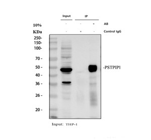 PSTPIP1 Antibody by IP in Human THP-1 Cell Lysate. Immunoprecipitation of PEST Phosphatase-Interacting Protein 1 from human THP-1 whole-cell lysate using rabbit polyclonal PSTPIP1 antibody. Lane 1 contains 30 ug of input lysate, lane 2 represents a rabbit IgG control immunoprecipitation, and lane 3 contains protein immunoprecipitated from 500 ug of THP-1 lysate using 2 ug of PSTPIP1 antibody. Following electrophoresis and membrane transfer, Western blot detection was performed using the same antibody at 0.5 ug/ml and an HRP-conjugated light-chain-specific secondary antibody. A prominent band near 50 kDa is detected in the input and antibody immunoprecipitation lanes, with no comparable band in the control IgG lane, demonstrating enrichment of PSTPIP1.
