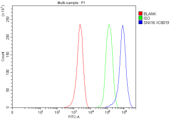 Flow Cytometry analysis of MCF-7 cells using anti-SNX16 antibody. Overlay histogram showing MCF-7 cells stained with (Blue line). To facilitate intracellular staining, cells were fixed with 4% paraformaldehyde and permeabilized with permeabilization buffer. The cells were blocked with 10% normal goat serum. And then incubated with rabbit anti-SNX16 antibody (1 ug/million cells) for 30 min at 20oC. DyLight 488 conjugated goat anti-rabbit IgG (5-10 ug/million cells) was used as secondary antibody for 30 minutes at 20oC. Isotype control antibody (Green line) was rabbit IgG (1 ug/million cells) used under the same conditions. Unlabelled sample without incubation with primary antibody and secondary antibody (Red line) was used as a blank control.