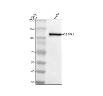 Western blot analysis of OSBPL5 using anti-OSBPL5 antibody. Electrophoresis was performed on a 8% SDS-PAGE gel at 80V (Stacking gel) / 120V (Resolving gel) for 2 hours. Lane 1: human U20S whole cell lysates. After electrophoresis, proteins were transferred to a nitrocellulose membrane at 150 mA for 50-90 minutes. Blocked the membrane with 5% non-fat milk/TBS for 1.5 hour at RT. The membrane was incubated with rabbit anti-OSBPL5 antibody at 0.5 ug/ml overnight at 4oC, then washed with TBS-0.1%Tween 3 times with 5 minutes each and probed with a goat anti-rabbit IgG-HRP secondary antibody at a dilution of 1:5000 for 1.5 hour at RT. The signal was developed using an ECL Plus Western Blotting Substrate. OSBPL5 ORP5 (~99 kDa predicted) was detected at ~110 kDa, in line with published descriptions of ORP5 as a tail-anchored ER protein and with documented SDS-PAGE upshifts for ORP family members due to phosphorylation and domain composition. Independent WB validations also report observed OSBPL5 at ~110-120 kDa.