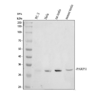 Western blot analysis of PARP11 using anti-PARP11 antibody. Electrophoresis was performed on a 10% SDS-PAGE gel at 80V (Stacking gel) / 120V (Resolving gel) for 2 hours. Lane 1: human PC-3 whole cell lysates, Lane 2: human Hela whole cell lysates, Lane 3: rat testis tissue lysates, Lane 4: mouse testis tissue lysates. After electrophoresis, proteins were transferred to a nitrocellulose membrane at 150 mA for 50-90 minutes. Blocked the membrane with 5% non-fat milk/TBS for 1.5 hour at RT. The membrane was incubated with rabbit anti-PARP11 antibody at 0.5 ug/ml overnight at 4oC, then washed with TBS-0.1%Tween 3 times with 5 minutes each and probed with a goat anti-rabbit IgG-HRP secondary antibody at a dilution of 1:5000 for 1.5 hour at RT. The signal was developed using an ECL Plus Western Blotting Substrate. PARP11 (~40 kDa predicted) was detected as a band at ~30-33 kDa, consistent with previously reported electrophoretic migration of endogenous PARP11 caused by N-terminal processing and atypical SDS-PAGE mobility.