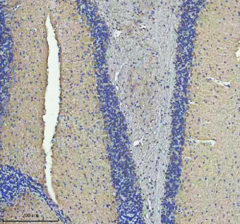 Immunohistochemical staining of STRIP2 using anti-STRIP2 antibody. STRIP2 was detected in a paraffin-embedded section of mouse cerebellum tissue. Heat mediated antigen retrieval was performed in EDTA buffer (pH 8.0, epitope retrieval solution). The tissue section was blocked with 10% goat serum. The tissue section was then incubated with 2 ug/ml rabbit anti-STRIP2 antibody overnight at 4oC. Peroxidase Conjugated Goat Anti-rabbit IgG was used as secondary antibody and incubated for 30 minutes at 37oC. The tissue section was developed using an HRP secondary and DAB substrate.