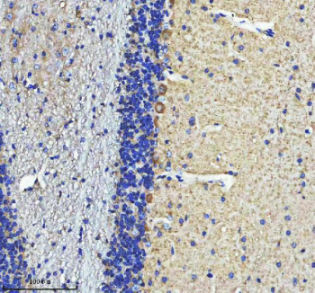 Immunohistochemical staining of STRIP2 using anti-STRIP2 antibody. STRIP2 was detected in a paraffin-embedded section of mouse cerebellum tissue. Heat mediated antigen retrieval was performed in EDTA buffer (pH 8.0, epitope retrieval solution). The tissue section was blocked with 10% goat serum. The tissue section was then incubated with 2 ug/ml rabbit anti-STRIP2 antibody overnight at 4oC. Peroxidase Conjugated Goat Anti-rabbit IgG was used as secondary antibody and incubated for 30 minutes at 37oC. The tissue section was developed using an HRP secondary and DAB substrate.