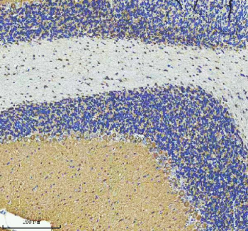 Immunohistochemical staining of STRIP2 using anti-STRIP2 antibody. STRIP2 was detected in a paraffin-embedded section of rat cerebellum tissue. Heat mediated antigen retrieval was performed in EDTA buffer (pH 8.0, epitope retrieval solution). The tissue section was blocked with 10% goat serum. The tissue section was then incubated with 2 ug/ml rabbit anti-STRIP2 antibody overnight at 4oC. Peroxidase Conjugated Goat Anti-rabbit IgG was used as secondary antibody and incubated for 30 minutes at 37oC. The tissue section was developed using an HRP secondary and DAB substrate.