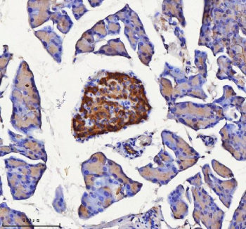 Immunohistochemical staining of NPTX2 using anti-NPTX2 antibody. NPTX2 was detected in a paraffin-embedded section of mouse pancreas tissue. Heat mediated antigen retrieval was performed in EDTA buffer (pH 8.0, epitope retrieval solution). The tissue section was blocked with 10% goat serum. The tissue section was then incubated with 2 ug/ml rabbit anti-NPTX2 antibody overnight at 4oC. Peroxidase Conjugated Goat Anti-rabbit IgG was used as secondary antibody and incubated for 30 minutes at 37oC. The tissue section was developed using an HRP secondary and DAB substrate.