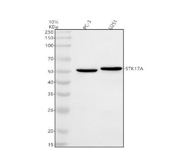 Western blot analysis of STK17A using anti-STK17A antibody. Electrophoresis was performed on a 10% SDS-PAGE gel at 80V (Stacking gel) / 120V (Resolving gel) for 2 hours. Lane 1: human PC-3 whole cell lysates, Lane 2: human U251 whole cell lysates. After electrophoresis, proteins were transferred to a nitrocellulose membrane at 150 mA for 50-90 minutes. Blocked the membrane with 5% non-fat milk/TBS for 1.5 hour at RT. The membrane was incubated with rabbit anti-STK17A antibody at 0.5 ug/ml overnight at 4oC, then washed with TBS-0.1%Tween 3 times with 5 minutes each and probed with a goat anti-rabbit IgG-HRP secondary antibody at a dilution of 1:5000 for 1.5 hour at RT. The signal was developed using an ECL Plus Western Blotting Substrate. STK17A (~47 kDa predicted) was detected as a major band at ~53 kDa, consistent with phosphorylation-dependent migration shift and the acidic C-terminal domain known to cause slower SDS-PAGE mobility.