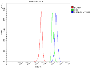 Flow Cytometry analysis of SH-SY5Y cells using anti-SETBP1 antibody. Overlay histogram showing SH-SY5Y cells stained with (Blue line). To facilitate intracellular staining, cells were fixed with 4% paraformaldehyde and permeabilized with permeabilization buffer. The cells were blocked with 10% normal goat serum. And then incubated with rabbit anti-SETBP1 antibody (1 ug/million cells) for 30 min at 20oC. DyLight 488 conjugated goat anti-rabbit IgG (5-10 ug/million cells) was used as secondary antibody for 30 minutes at 20oC. Isotype control antibody (Green line) was rabbit IgG (1 ug/million cells) used under the same conditions. Unlabelled sample without incubation with primary antibody and secondary antibody (Red line) was used as a blank control.