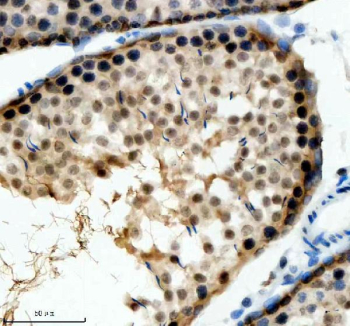 Immunohistochemical staining of SIN3B using anti-SIN3B antibody. SIN3B was detected in a paraffin-embedded section of rat testis tissue. Heat mediated antigen retrieval was performed in EDTA buffer (pH 8.0, epitope retrieval solution). The tissue section was blocked with 10% goat serum. The tissue section was then incubated with 2 ug/ml rabbit anti-SIN3B antibody overnight at 4oC. Peroxidase Conjugated Goat Anti-rabbit IgG was used as secondary antibody and incubated for 30 minutes at 37oC. The tissue section was developed using an HRP secondary and DAB substrate.