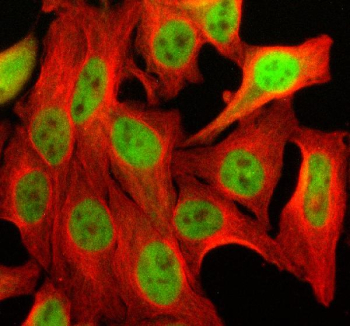 Immunofluorescent staining of SIN3B using anti-SIN3B antibody (green) and anti-Beta Tubulin antibody (red). SIN3B was detected in an immunocytochemical section of Hela cells. Enzyme antigen retrieval was performed using IHC enzyme antigen retrieval reagent for 15 mins. The cells were blocked with 10% goat serum. And then incubated with 5 ug/ml rabbit anti-SIN3B antibody and mouse anti-Beta Tubulin antibody overnight at 4oC. DyLight 488 Conjugated Goat Anti-Rabbit IgG and Cy3 Conjugated Goat Anti-Mouse IgG were used as secondary antibody at 1:500 dilution and incubated for 30 minutes at 37oC. Visualize using a fluorescence microscope and filter sets appropriate for the label used.