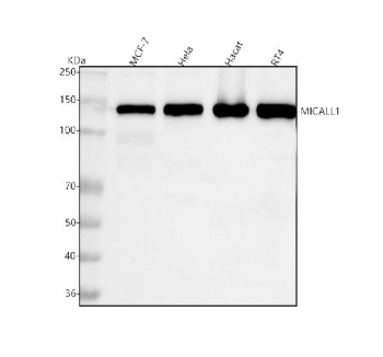 Western blot analysis of MICALL1 using anti-MICALL1 antibody. Lane 1: human MCF-7 whole cell lysates, Lane 2: human Hela whole cell lysates, Lane 3: human Hacat whole cell lysates, Lane 4: human RT4 whole cell lysates. After electrophoresis, proteins were transferred to a nitrocellulose membrane at 150 mA for 50-90 minutes. Blocked the membrane with 5% non-fat milk/TBS for 1.5 hour at RT. The membrane was incubated with rabbit anti-MICALL1 antibody at 0.5 ug/ml overnight at 4oC, then washed with TBS-0.1%Tween 3 times with 5 minutes each and probed with a goat anti-rabbit IgG-HRP secondary antibody at a dilution of 1:5000 for 1.5 hour at RT. The signal was developed using enhanced chemiluminescent. A specific band was detected for MICALL1 at approximately 145 kDa. The expected molecular weight of MICALL1 is ~93 kDa.
