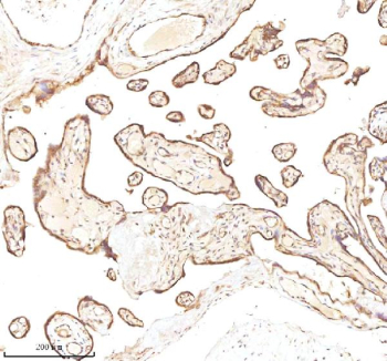 Immunohistochemical staining of MICALL1 using anti-MICALL1 antibody. MICALL1 was detected in a paraffin-embedded section of human placenta tissue. Heat mediated antigen retrieval was performed in EDTA buffer (pH 8.0, epitope retrieval solution). The tissue section was blocked with 10% goat serum. The tissue section was then incubated with 2 ug/ml rabbit anti-MICALL1 antibody overnight at 4oC. Peroxidase Conjugated Goat Anti-rabbit IgG was used as secondary antibody and incubated for 30 minutes at 37oC. The tissue section was developed using an HRP secondary and DAB substrate.