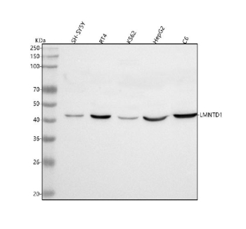Western blot analysis of LMNTD1 using anti-LMNTD1 antibody. Lane 1: human SH-SY5Y whole cell lysates, Lane 2: human RT4 whole cell lysates, Lane 3: human K562 whole cell lysates, Lane 4: human HepG2 whole cell lysates, Lane 5: rat C6 whole cell lysates. After electrophoresis, proteins were transferred to a nitrocellulose membrane at 150 mA for 50-90 minutes. Blocked the membrane with 5% non-fat milk/TBS for 1.5 hour at RT. The membrane was incubated with rabbit anti-LMNTD1 antibody at 0.5 ug/ml overnight at 4oC, then washed with TBS-0.1%Tween 3 times with 5 minutes each and probed with a goat anti-rabbit IgG-HRP secondary antibody at a dilution of 1:5000 for 1.5 hour at RT. The signal was developed using enhanced chemiluminescent. A specific band was detected for LMNTD1 at approximately 43 kDa. The expected molecular weight of LMNTD1 is ~43 kDa.