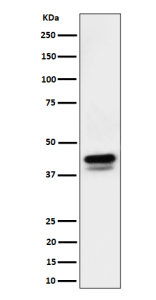 Western blot analysis of Phospho-c-Jun (S73)+JunD (S100) expression in mouse RAW 264.7 cell lysate using Phospho-c-Jun/JunD (Ser73/Ser100) antibody. Phospho-c-Jun/JunD (pSer73/pSer100) was detected in RAW264.7 lysate as a ~38-45 kDa doublet, consistent with JNK/MAPK-dependent multi-site phosphorylation of c-Jun and JunD that produces reduced-mobility bands on SDS-PAGE.