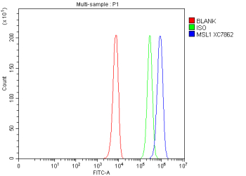 Flow Cytometry analysis of K562 cells using anti-MSL1 antibody. Overlay histogram showing K562 cells stained with (Blue line). To facilitate intracellular staining, cells were fixed with 4% paraformaldehyde and permeabilized with permeabilization buffer. The cells were blocked with 10% normal goat serum. And then incubated with rabbit anti-MSL1 antibody (1 ug/million cells) for 30 min at 20oC. DyLight 488 conjugated goat anti-rabbit IgG (5-10 ug/million cells) was used as secondary antibody for 30 minutes at 20oC. Isotype control antibody (Green line) was rabbit IgG (1 ug/million cells) used under the same conditions. Unlabelled sample without incubation with primary antibody and secondary antibody (Red line) was used as a blank control.