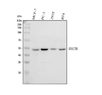 Western blot analysis of HAUS8 using anti-HAUS8 antibody. Electrophoresis was performed on a 10% SDS-PAGE gel at 80V (Stacking gel) / 120V (Resolving gel) for 2 hours. Lane 1: human MCF-7 whole cell lysates, Lane 2: human PC-3 whole cell lysates, Lane 3: human 293T whole cell lysates, Lane 4: human RT4 whole cell lysates. After electrophoresis, proteins were transferred to a nitrocellulose membrane at 150 mA for 50-90 minutes. Blocked the membrane with 5% non-fat milk/TBS for 1.5 hour at RT. The membrane was incubated with rabbit anti-HAUS8 antibody at 0.5 ug/ml overnight at 4oC, then washed with TBS-0.1%Tween 3 times with 5 minutes each and probed with a goat anti-rabbit IgG-HRP secondary antibody at a dilution of 1:5000 for 1.5 hour at RT. The signal was developed using an ECL Plus Western Blotting Substrate. A specific band was detected for HAUS8 at approximately 45 kDa. The expected molecular weight of HAUS8 is ~45 kDa.