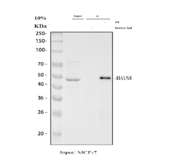 Immunoprecipitation of HAUS8 protein from 500ug of human MCF7 whole cell lysate with 2ug of HAUS8 antibody.