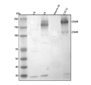 Western blot analysis of Osmr using anti-Osmr antibody. Lane 1: rat C6 whole cell lysates, Lane 2: rat L6 whole cell lysates, Lane 3: mouse Neuro-2a whole cell lysates, Lane 4: mouse C2C12 whole cell lysates. After electrophoresis, proteins were transferred to a nitrocellulose membrane at 150 mA for 50-90 minutes. Blocked the membrane with 5% non-fat milk/TBS for 1.5 hour at RT. The membrane was incubated with rabbit anti-Osmr antibody at 0.5 ug/ml overnight at 4oC, then washed with TBS-0.1%Tween 3 times with 5 minutes each and probed with a goat anti-rabbit IgG-HRP secondary antibody at a dilution of 1:5000 for 1.5 hour at RT. The signal was developed using enhanced chemiluminescent. Western blot analysis of mouse and rat lysates probed with anti-OSMR shows a major band at ~110 kDa and a higher 170-200 kDa band corresponding to the mature N-glycosylated receptor. OSMR expression is present in rat L6 and mouse C2C12 myoblasts but minimal in rat C6 and mouse Neuro-2a cells, consistent with its tissue-specific expression pattern.