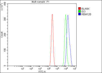 Flow Cytometry analysis of cells using anti-RBM12B antibody. Overlay histogram showing cells stained with (Blue line). To facilitate intracellular staining, cells were fixed with 4% paraformaldehyde and permeabilized with permeabilization buffer. The cells were blocked with 10% normal goat serum. And then incubated with rabbit anti-RBM12B antibody (1 ug/million cells) for 30 min at 20oC. DyLight 488 conjugated goat anti-rabbit IgG (5-10 ug/million cells) was used as secondary antibody for 30 minutes at 20oC. Isotype control antibody (Green line) was rabbit IgG (1 ug/million cells) used under the same conditions. Unlabelled sample (Red line) was also used as a control.