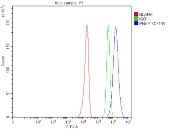 Flow Cytometry analysis of U251 cells using anti-PNKP antibody. Overlay histogram showing U251 cells stained with (Blue line). To facilitate intracellular staining, cells were fixed with 4% paraformaldehyde and permeabilized with permeabilization buffer. The cells were blocked with 10% normal goat serum. And then incubated with rabbit anti-PNKP antibody (1 ug/million cells) for 30 min at 20oC. DyLight 488 conjugated goat anti-rabbit IgG (5-10 ug/million cells) was used as secondary antibody for 30 minutes at 20oC. Isotype control antibody (Green line) was rabbit IgG (1 ug/million cells) used under the same conditions. Unlabelled sample without incubation with primary antibody and secondary antibody (Red line) was used as a blank control.