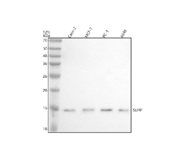 Western blot analysis of SLIRP using anti-SLIRP antibody. Electrophoresis was performed on a 12% SDS-PAGE gel at 80V (Stacking gel) / 120V (Resolving gel) for 2 hours. Lane 1: human Caco-2 whole cell lysates, Lane 2: human MCF-7 whole cell lysates, Lane 3: human PC-3 whole cell lysates, Lane 4: human whole cell lysates. After electrophoresis, proteins were transferred to a nitrocellulose membrane at 150 mA for 50-90 minutes. Blocked the membrane with 5% non-fat milk/TBS for 1.5 hour at RT. The membrane was incubated with rabbit anti-SLIRP antibody at 0.5 ug/ml overnight at 4oC, then washed with TBS-0.1%Tween 3 times with 5 minutes each and probed with a goat anti-rabbit IgG-HRP secondary antibody at a dilution of 1:5000 for 1.5 hour at RT. The signal was developed using an ECL Plus Western Blotting Substrate. The expected molecular weight of SLIRP is ~12 kDa.