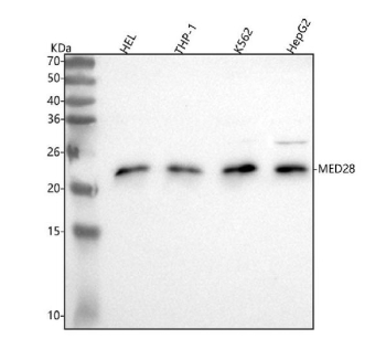 MED28 Antibody in Human Leukemia and Hepatocellular Carcinoma Cells WB. Western blot testing of MED28 Antibody / Mediator complex subunit 28 using lysates from 1) human HEL cells, 2) human THP-1 cells, 3) human K562 cells and 4) human HepG2 cells. The antibody was used at 0.5 ug/ml overnight at 4oC, followed by goat anti-rabbit IgG-HRP at 1:5000 and chemiluminescent detection. A major band is detected at approximately 24 kDa, slightly above the predicted molecular weight of approximately 20 kDa and consistent with the reported migration of MED28. This MED28 Antibody demonstrates detection of Mediator complex subunit 28 in multiple human cell lines.