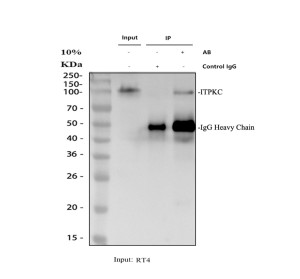 ITPKC Antibody by IP and WB in RT4 cells. Immunoprecipitation of ITPKC from human RT4 whole-cell lysate using rabbit polyclonal ITPKC Antibody, followed by western blot detection. Lane 1: RT4 input lysate (30 ug); lane 2: rabbit control IgG IP; lane 3: IP using 2 ug of ITPKC antibody with 500 ug of RT4 lysate. Western blot detection was performed separately using the same antibody at 0.5 ug/ml. A band near 100-105 kDa is detected in the input and antibody IP lanes but is absent from the control IgG lane, supporting antibody-dependent enrichment. Prominent bands near 45-50 kDa correspond to IgG heavy chains. This Inositol Trisphosphate 3-Kinase C Polyclonal Antibody demonstrates IP activity under the tested conditions.