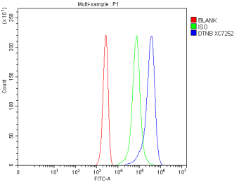 DTNB Antibody Jurkat Flow Cytometry. Flow cytometric analysis of Jurkat cells stained with DTNB antibody demonstrates a clear rightward shift of the positive population (blue) relative to both the isotype control (green) and unstained control (red). The observed fluorescence profile is consistent with expression of DTNB (Dystrobrevin Alpha), a cytoplasmic scaffold protein that functions as a component of the dystrophin-associated protein complex and contributes to cytoskeletal organization, membrane stability, and intracellular signaling. The distinct separation between DTNB antibody-stained cells and control populations supports specific detection of endogenous DTNB by flow cytometry. Cells were fixed with 4% paraformaldehyde, blocked with 10% normal goat serum, and stained with DTNB antibody at 1 ug/million cells followed by DyLight 488-conjugated goat anti-rabbit IgG secondary antibody. Isotype control cells were stained with rabbit IgG under identical conditions.