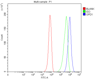 Flow Cytometry analysis of HepG2 cells using anti-GPD1 antibody. Overlay histogram showing HepG2 cells stained with (Blue line). To facilitate intracellular staining, cells were fixed with 4% paraformaldehyde and permeabilized with permeabilization buffer. The cells were blocked with 10% normal goat serum. And then incubated with rabbit anti-GPD1 antibody (1 ug/million cells) for 30 min at 20oC. DyLight 488 conjugated goat anti-rabbit IgG (5-10 ug/million cells) was used as secondary antibody for 30 minutes at 20oC. Isotype control antibody (Green line) was rabbit IgG (1 ug/million cells) used under the same conditions. Unlabelled sample without incubation with primary antibody and secondary antibody (Red line) was used as a blank control.