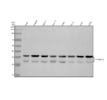 Phospho-CDK2/CDK1 Antibody Multi-Cell WB. Western blot analysis of human HeLa, HepG2, MCF-7, Caco-2, K562, PC-3, U251, and U2OS cell lysates using phospho-CDK2/CDK1 antibody detecting CDK2 phosphorylated at Thr160 and CDK1 phosphorylated at Thr161, clone 31C95. A prominent band is observed at approximately 34 kDa, consistent with the predicted molecular weight of full-length CDK2 and CDK1. A weaker band is detected at approximately 30 kDa, consistent with a truncated CDK isoform arising from alternative translation initiation. Signal across multiple cell lines reflects basal phosphorylation associated with cell cycle progression and kinase activation.