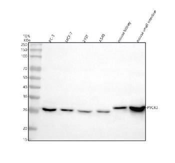 Western blot analysis of PYCRL/PYCR3 using anti-PYCR3 antibody. Lane 1: human PC-3 whole cell lysates, Lane 2: human MCF-7 whole cell lysates, Lane 3: human 293T whole cell lysates, Lane 4: human whole cell lysates, Lane 5: mouse kidney tissue lysates, Lane 6: mouse small intestine tissue lysates. After electrophoresis, proteins were transferred to a nitrocellulose membrane at 150 mA for 50-90 minutes. Blocked the membrane with 5% non-fat milk/TBS for 1.5 hour at RT. The membrane was incubated with rabbit anti-PYCR3 antibody at 0.5 ug/ml overnight at 4oC, then washed with TBS-0.1%Tween 3 times with 5 minutes each and probed with a goat anti-rabbit IgG-HRP secondary antibody at a dilution of 1:5000 for 1.5 hour at RT. The signal was developed using enhanced chemiluminescent. A specific band was detected for PYCRL/PYCR3 at approximately 29 kDa. The expected molecular weight of PYCRL/PYCR3 is at 29 kDa.