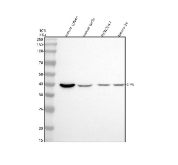 Western blot analysis of GP6 using anti-GP6 antibody. Electrophoresis was performed on a 10% SDS-PAGE gel at 80V (Stacking gel) / 120V (Resolving gel) for 2 hours. Lane 1: mouse spleen tissue lysates, Lane 2: mouse testis tissue lysates, Lane 3: mouse RAW264.7 whole cell lysates, Lane 4: mouse Neuro-2a whole cell lysates. After electrophoresis, proteins were transferred to a nitrocellulose membrane at 150 mA for 50-90 minutes. Blocked the membrane with 5% non-fat milk/TBS for 1.5 hour at RT. The membrane was incubated with rabbit anti-GP6 antibody at 0.5 ug/ml overnight at 4oC, then washed with TBS-0.1%Tween 3 times with 5 minutes each and probed with a goat anti-rabbit IgG-HRP secondary antibody at a dilution of 1:5000 for 1.5 hour at RT. The signal was developed using an ECL Plus Western Blotting Substrate. Western blot analysis of GP6 using anti-GP6 antibody. A major band is observed at ~39-40 kDa, consistent with glycosylated GP6 migrating above the ~35 kDa calculated mass.