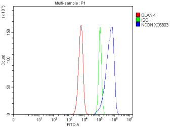 Flow Cytometry analysis of SIHA cells using anti-NCDN antibody. Overlay histogram showing SIHA cells stained with (Blue line). To facilitate intracellular staining, cells were fixed with 4% paraformaldehyde and permeabilized with permeabilization buffer. The cells were blocked with 10% normal goat serum. And then incubated with rabbit anti-NCDN antibody (1 ug/million cells) for 30 min at 20oC. DyLight 488 conjugated goat anti-rabbit IgG (5-10 ug/million cells) was used as secondary antibody for 30 minutes at 20oC. Isotype control antibody (Green line) was rabbit IgG (1 ug/million cells) used under the same conditions. Unlabelled sample without incubation with primary antibody and secondary antibody (Red line) was used as a blank control.