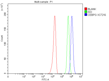 Flow Cytometry analysis of U251 cells using anti-CEBPG antibody. Overlay histogram showing U251 cells stained with (Blue line). To facilitate intracellular staining, cells were fixed with 4% paraformaldehyde and permeabilized with permeabilization buffer. The cells were blocked with 10% normal goat serum. And then incubated with rabbit anti-CEBPG antibody (1 ug/million cells) for 30 min at 20oC. DyLight 488 conjugated goat anti-rabbit IgG (5-10 ug/million cells) was used as secondary antibody for 30 minutes at 20oC. Isotype control antibody (Green line) was rabbit IgG (1 ug/million cells) used under the same conditions. Unlabelled sample without incubation with primary antibody and secondary antibody (Red line) was used as a blank control.
