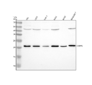 Western blot analysis of CEBPG using anti-CEBPG antibody. Electrophoresis was performed on a 12% SDS-PAGE gel at 80V (Stacking gel) / 120V (Resolving gel) for 2 hours. Lane 1: human HEL whole cell lysates, Lane 2: human U251 whole cell lysates, Lane 3: human THP-1 whole cell lysates, Lane 4: human K562 whole cell lysates, Lane 5: rat RH35 whole cell lysates, Lane 6: mouse RAW264.7 whole cell lysates. After electrophoresis, proteins were transferred to a nitrocellulose membrane at 150 mA for 50-90 minutes. Blocked the membrane with 5% non-fat milk/TBS for 1.5 hour at RT. The membrane was incubated with rabbit anti-CEBPG antibody at 0.5 ug/ml overnight at 4oC, then washed with TBS-0.1%Tween 3 times with 5 minutes each and probed with a goat anti-rabbit IgG-HRP secondary antibody at a dilution of 1:5000 for 1.5 hour at RT. The signal was developed using an ECL Plus Western Blotting Substrate. A major band is observed at ~21 kDa, consistent with the reported anomalous migration of full-length CEBPG (predicted 16 kDa). A lighter band near 42 kDa likely represents dimeric or post-translationally modified forms of the protein.
