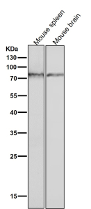 Western blot testing of mouse tissue lysate using the Phospho-PKC (pSer729) antibody at 1:3000 dilution for 1 hour at room temperature. Expected molecular weight: 77-84 kDa.
