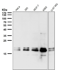 DUT Antibody Human Cell Line WB. Western blot analysis of HeLa, 293, MCF7, K562, and U-87 MG cell lysates using Deoxyuridine Triphosphatase / DUT Antibody demonstrates detection of DUT isoforms within the expected molecular weight range. Deoxyuridine Triphosphatase (DUT) is a nucleotide metabolism enzyme that regulates intracellular dUTP pools and protects genomic DNA from inappropriate uracil incorporation during replication. The predominant signal is observed at approximately 18-21 kDa, consistent with the mature nuclear/cytosolic DUT isoform, while higher molecular weight species corresponding to the mitochondrial precursor isoform may also be detected. The lower molecular weight isoform can appear as a doublet, reflecting post-translational modification and processing events associated with DUT maturation. Western blot was performed using a 1:5000 dilution of primary antibody. Predicted molecular weights: ~24-27 kDa (mitochondrial isoform) and ~18-21 kDa (nuclear/cytosolic isoform).