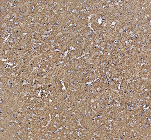 SYNGR1 Antibody Human Cerebral Cortex IHC. Immunohistochemical staining of FFPE human cerebral cortex tissue with SYNGR1 antibody at 2 ug/ml. Heat-induced epitope retrieval (HIER) was performed by boiling tissue sections in pH 8 EDTA buffer prior to staining. SYNGR1 immunoreactivity is observed predominantly within the cytoplasm of cortical neurons and throughout the surrounding neuropil, consistent with the expected localization of this synaptic vesicle membrane protein involved in synaptic vesicle trafficking and neurotransmitter release. Cell nuclei are counterstained with hematoxylin (blue).