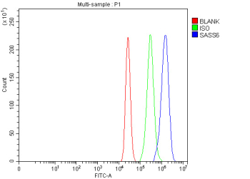 Flow cytometry analysis of fixed and permeabilized human MCF7 cells with SASS6 antibody at 1ug/million cells (blocked with goat sera); Red=cells alone, Green=isotype control, Blue= SASS6 antibody.