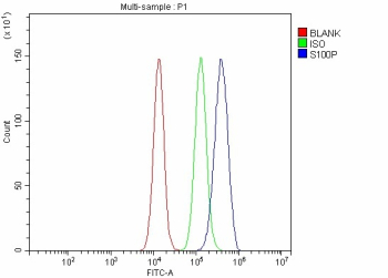 Flow Cytometry analysis of SiHa cells using anti-S100P antibody. Overlay histogram showing SiHa cells stained with (Blue line). To facilitate intracellular staining, cells were fixed with 4% paraformaldehyde and permeabilized with permeabilization buffer. The cells were blocked with 10% normal goat serum. And then incubated with rabbit anti-S100P antibody (1 ug/million cells) for 30 min at 20oC. DyLight 488 conjugated goat anti-rabbit IgG (5-10 ug/million cells) was used as secondary antibody for 30 minutes at 20oC. Isotype control antibody (Green line) was rabbit IgG (1 ug/million cells) used under the same conditions. Unlabelled sample without incubation with primary antibody and secondary antibody (Red line) was used as a blank control.