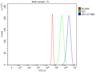 Flow Cytometry analysis of mouse Neuro-2a cells using anti-QKI antibody. Overlay histogram showing Neuro-2a cells stained with (Blue line). To facilitate intracellular staining, cells were fixed with 4% paraformaldehyde and permeabilized with permeabilization buffer. The cells were blocked with 10% normal goat serum. And then incubated with rabbit anti-QKI antibody (1 ug/million cells) for 30 min at 20oC. DyLight 488 conjugated goat anti-rabbit IgG (5-10 ug/million cells) was used as secondary antibody for 30 minutes at 20oC. Isotype control antibody (Green line) was rabbit IgG (1 ug/million cells) used under the same conditions. Unlabelled sample without incubation with primary antibody and secondary antibody (Red line) was used as a blank control.